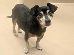 Shelter Stray Male Dog last seen , 14409 Vanowen St, Van Nuys, CA 91405, USA
