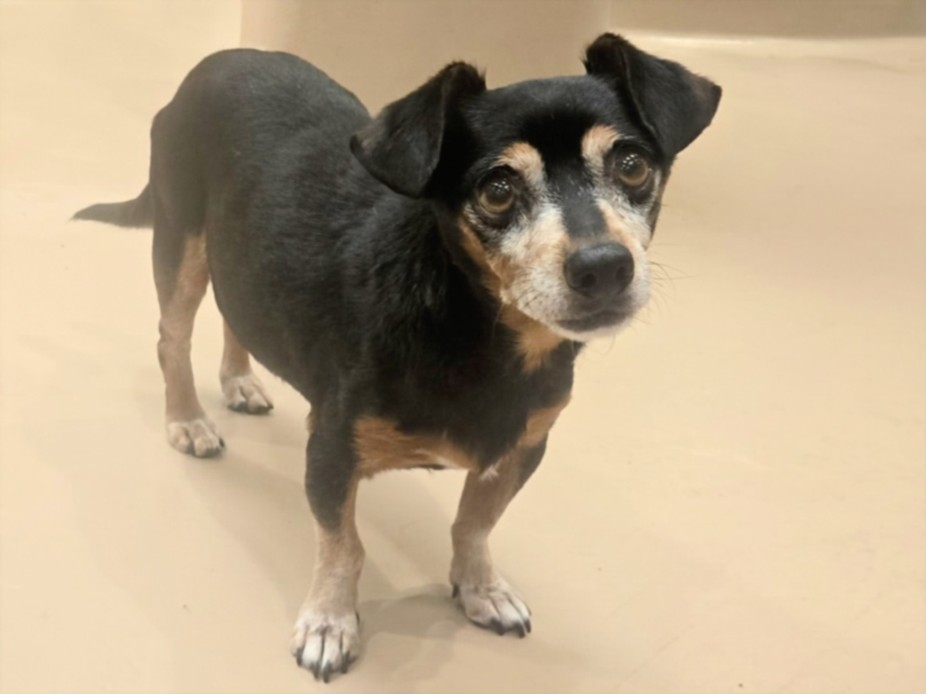 Shelter Stray Male Dog last seen , 14409 Vanowen St, Van Nuys, CA 91405, USA