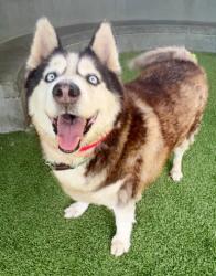 Shelter Stray Male Dog last seen , 14409 Vanowen St, Van Nuys, CA 91405, USA