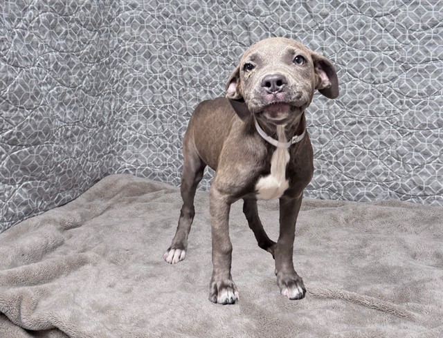 Shelter Stray Female Dog last seen , 38550 Sierra Hwy, Palmdale, CA 93550, USA
