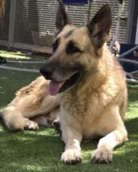 Shelter Stray Male Dog last seen , 1850 W 60th St, Los Angeles, CA 90047, USA