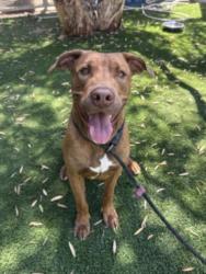 Shelter Stray Male Dog last seen , 1850 W 60th St, Los Angeles, CA 90047, USA