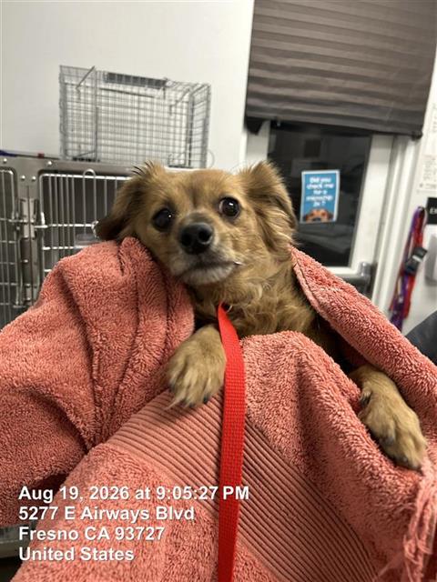 Shelter Stray Female Dog last seen Near BLOCK S CHERRY AVE FRESNO CA 93721, 5277 E Airways Blvd, Fresno, CA 93727, USA