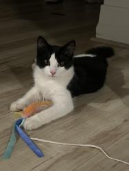 Found/Stray Male Cat last seen Sacramento and Sacramento, Arden-Arcade, CA 95864