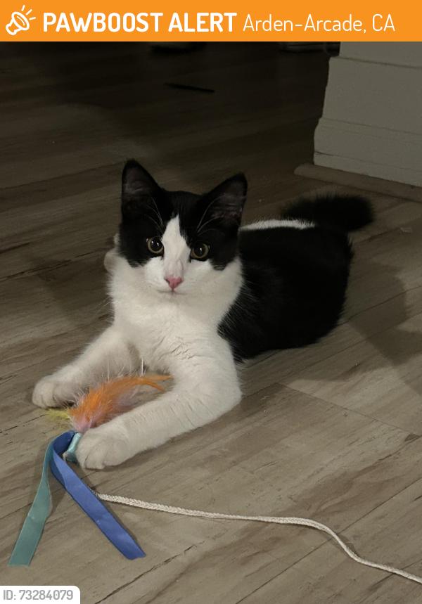 Found/Stray Male Cat last seen Sacramento and Sacramento, Arden-Arcade, CA 95864
