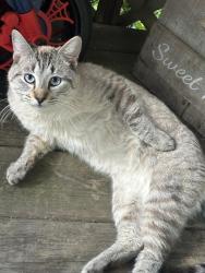 Lost Male Cat last seen Oak grove, Kings Mountain, NC 28086