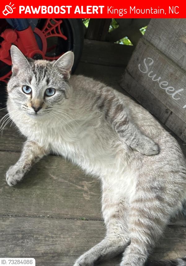 Lost Male Cat last seen Oak grove, Kings Mountain, NC 28086