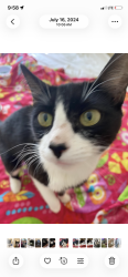Reunited Female Cat last seen Spring Park Apartments, El Paso, TX 79925