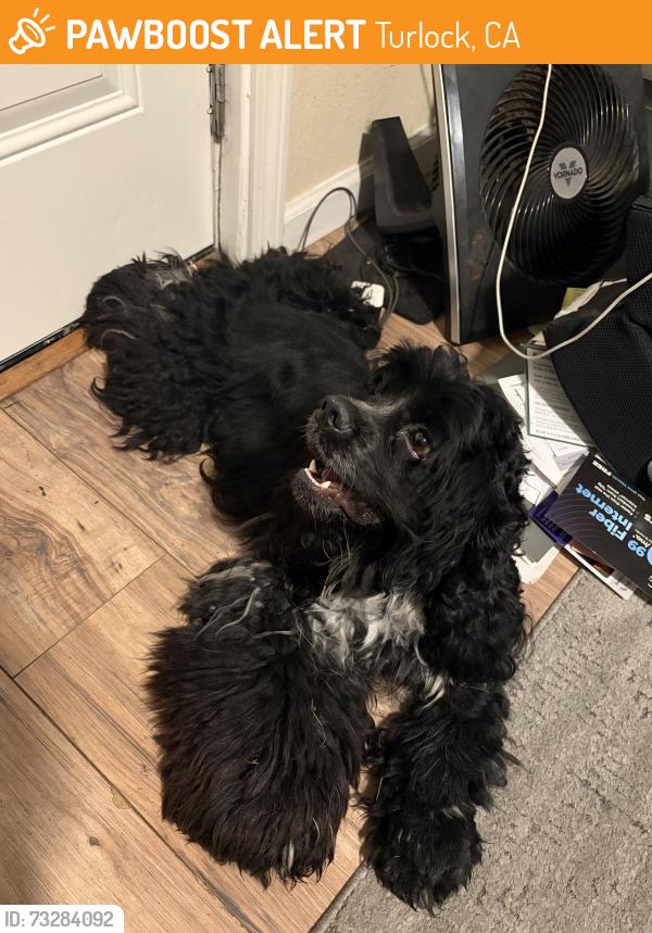 Found/Stray Male Dog last seen Sunny hill, Turlock, CA 95381