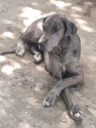 Lost Female Dog last seen Mumford, Stockton, CA 95215