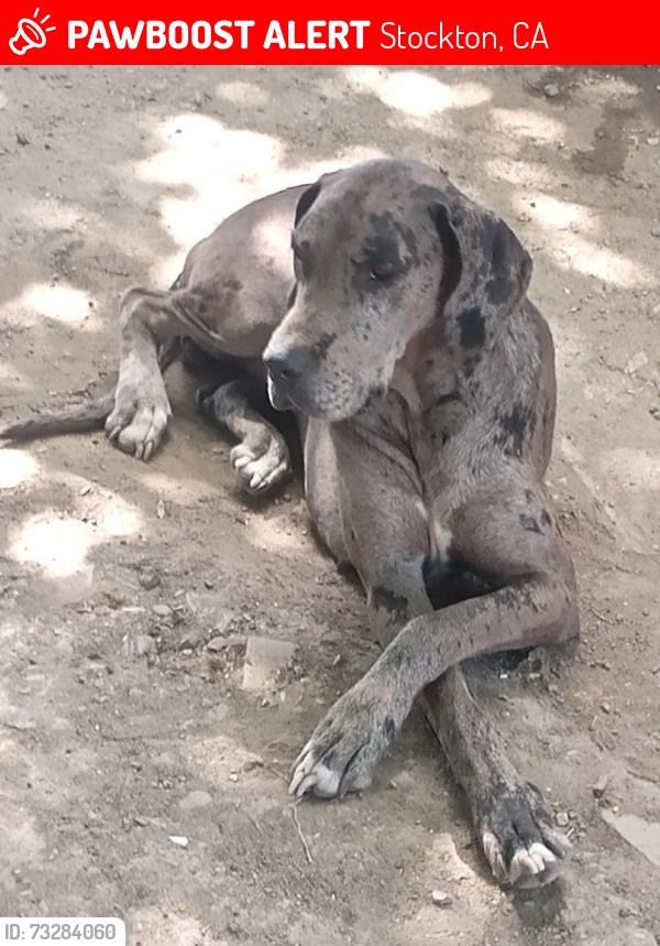 Lost Female Dog last seen Mumford, Stockton, CA 95215
