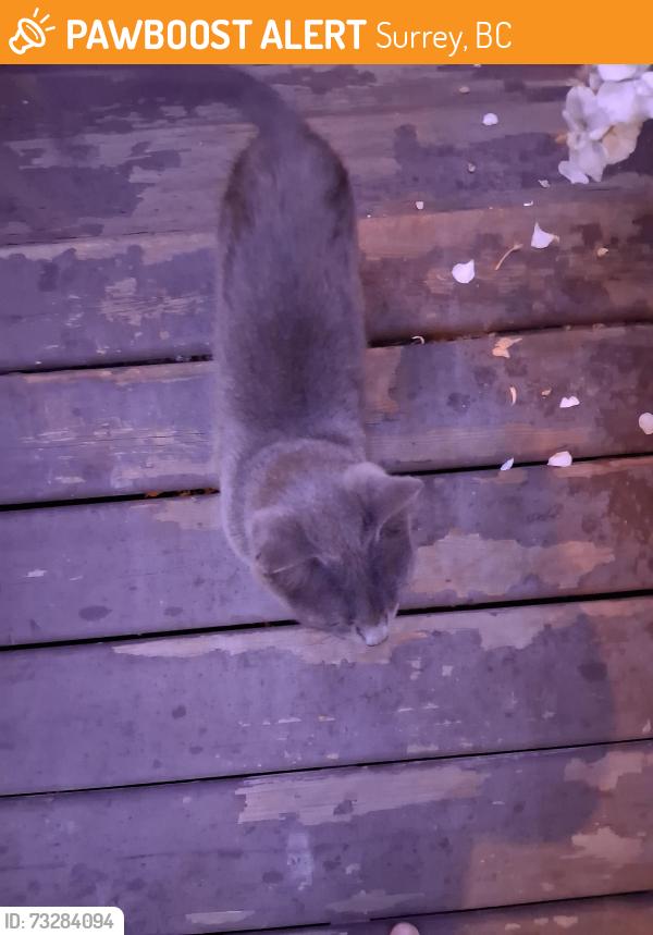 Found/Stray Unknown Cat last seen 0a by the border, Surrey, BC 98230