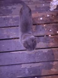 Found/Stray Unknown Cat last seen 0a by the border, Surrey, BC 98230