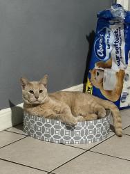Lost Male Cat last seen Near north 8th st, Yakima, WA 98901