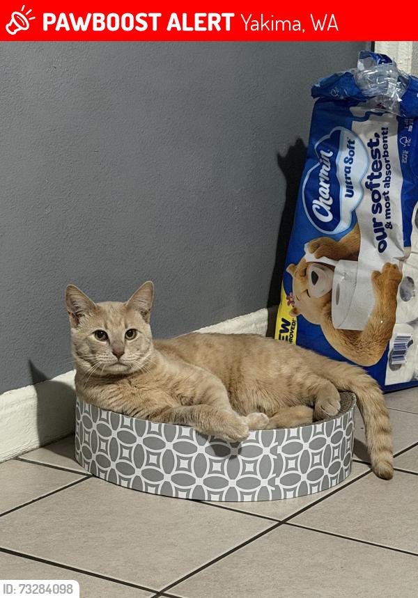 Lost Male Cat last seen Near north 8th st, Yakima, WA 98901