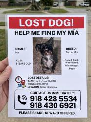 Lost Female Dog last seen Near and memorial, Tulsa, OK 74145