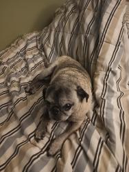 Lost Male Dog last seen Route 215 by the railroad tracks on the side of English tire, Girard, PA 16417