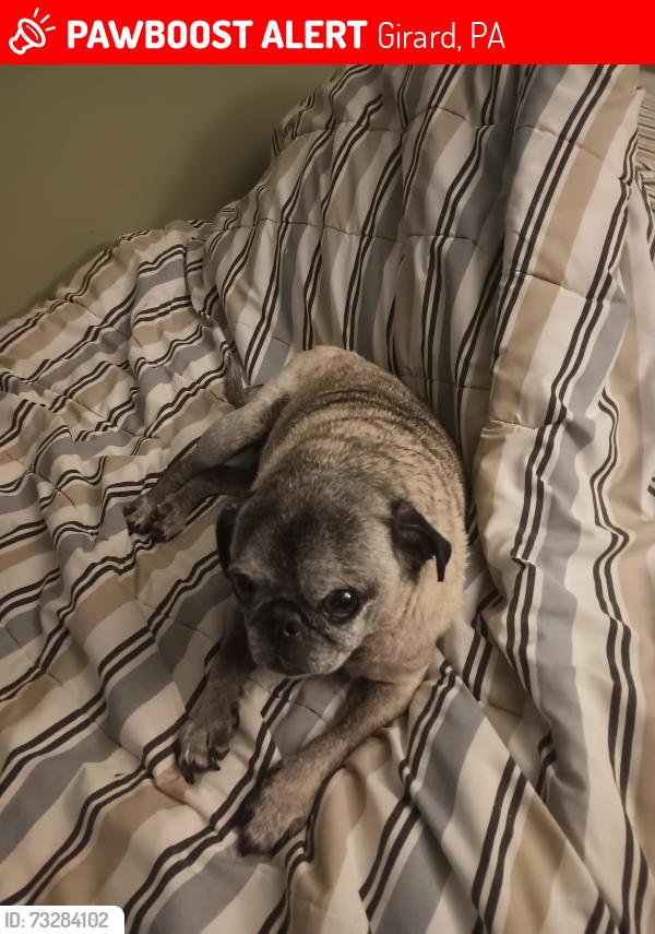 Lost Male Dog last seen Route 215 by the railroad tracks on the side of English tire, Girard, PA 16417