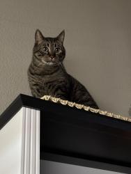 Lost Male Cat last seen Night watch, Rocklin, CA 95677