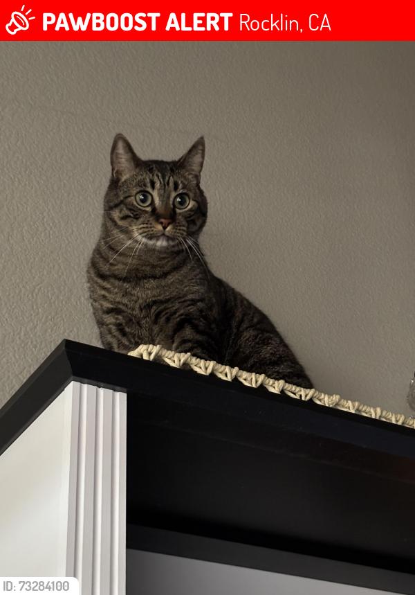 Lost Male Cat last seen Night watch, Rocklin, CA 95677