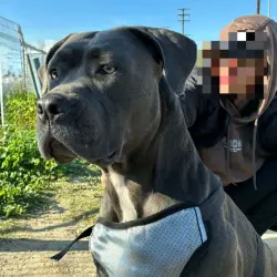 Lost Female Dog last seen sherman way & woodley, Los Angeles, CA 91406