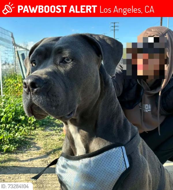 Lost Female Dog last seen sherman way & woodley, Los Angeles, CA 91406