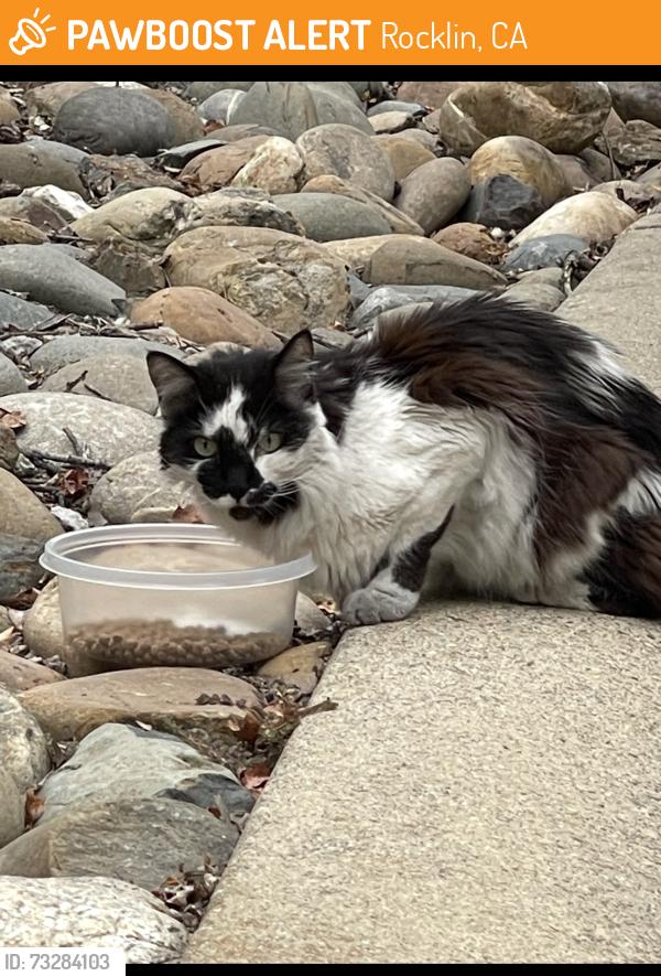 Found/Stray Unknown Cat last seen Twin Oaks Park, Rocklin, CA 95765