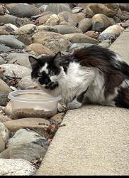 Found/Stray Unknown Cat last seen Twin Oaks Park, Rocklin, CA 95765
