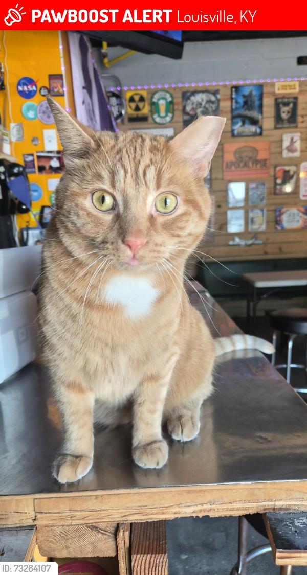Lost Male Cat last seen Apocalypse brew works, Louisville, KY 40206