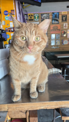 Lost Male Cat last seen Apocalypse brew works, Louisville, KY 40206