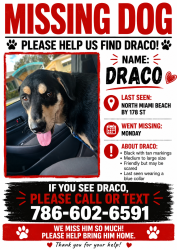 Lost Male Dog last seen LAST SEEN NEAR GREYNOLDS PARK ELEMENTARY, North Miami Beach, FL 33162