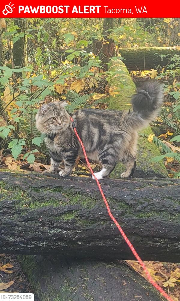 Lost Male Cat last seen Near e Wright st Tacoma, Washington 98404, Tacoma, WA 98418
