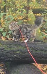 Lost Male Cat last seen Near e Wright st Tacoma, Washington 98404, Tacoma, WA 98418