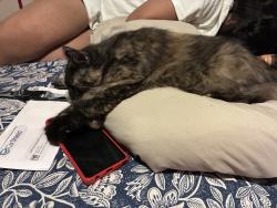 Lost Female Cat last seen Near and 3600, West Jordan, UT 84088
