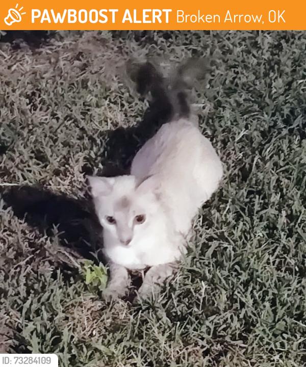 Found/Stray Unknown Cat last seen W Fort Worth St and S Elm Pl, near Bonnie Crest, Broken Arrow, OK 74012