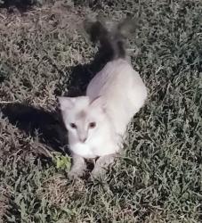 Found/Stray Unknown Cat last seen W Fort Worth St and S Elm Pl, near Bonnie Crest, Broken Arrow, OK 74012