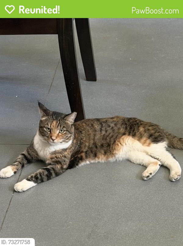 Reunited Female Cat last seen El Sarape Desert Hot Springs, Desert Hot Springs, CA 92241