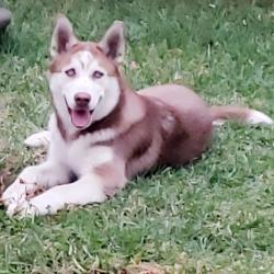 Reunited Male Dog last seen Los Angeles, Los Angeles, CA 90002