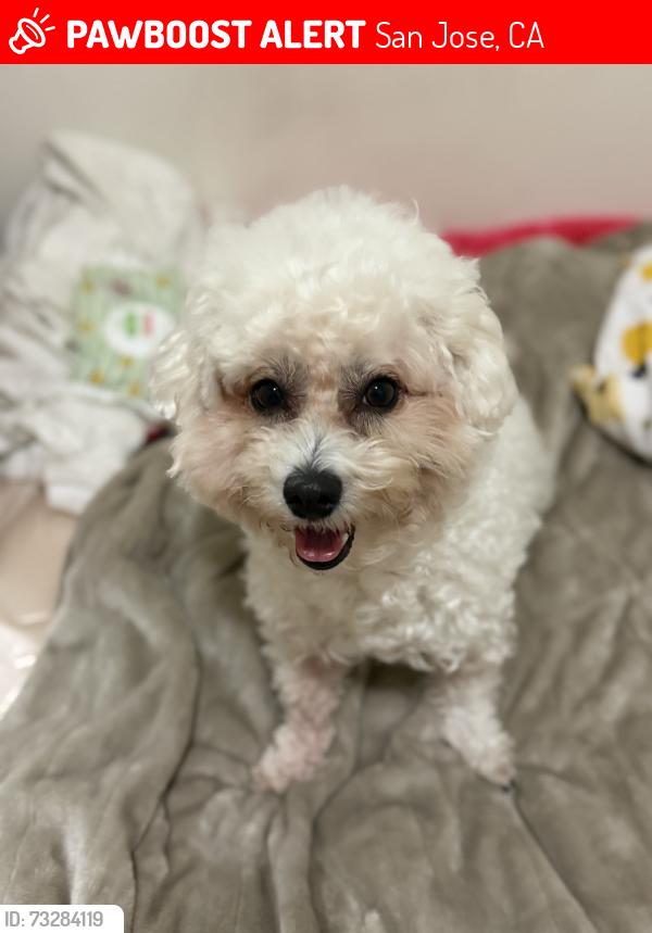 Lost Female Dog last seen At Home Depot parking lot, San Jose, CA 95127