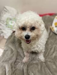 Lost Female Dog last seen At Home Depot parking lot, San Jose, CA 95127