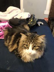 Lost Male Cat last seen western/jefferson, Culver City, CA 90018
