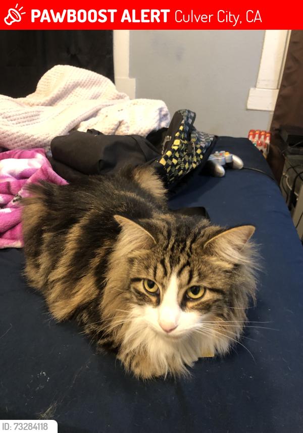 Lost Male Cat last seen western/jefferson, Culver City, CA 90018