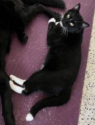 Lost Male Cat last seen cypress road, Davie, FL 33317