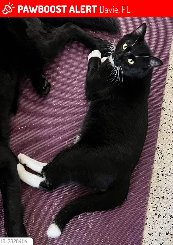 Lost Male Cat last seen cypress road, Davie, FL 33317