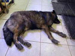 Reunited Female Dog last seen William Cannon and Meadow Lake Blvd, Austin, TX 78744