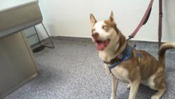 Shelter Stray Female Dog last seen CHARLOTTE, 8315 Byrum Dr, Charlotte, NC 28217, USA