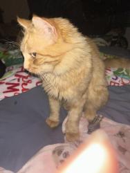 Lost Female Cat last seen Pecos street, San Angelo, TX 76901