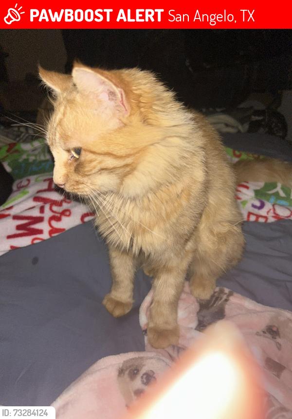 Lost Female Cat last seen Pecos street, San Angelo, TX 76901