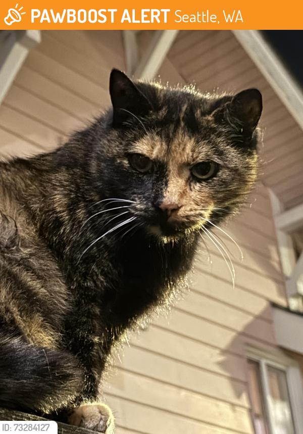 Found/Stray Female Cat last seen 37th Ave South between Hudson & Dawson, Seattle, WA 98118
