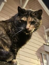 Found/Stray Female Cat last seen 37th Ave South between Hudson & Dawson, Seattle, WA 98118